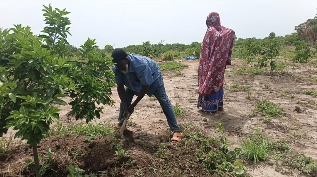 Mandiana : les femmes maraîchères de Niantanina étouffent sous le poids du manque d'eau et d'accompagnement